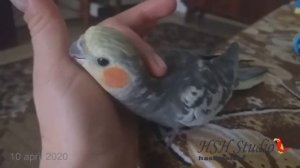 Попугай Корелла Люцифер жалобно поёт