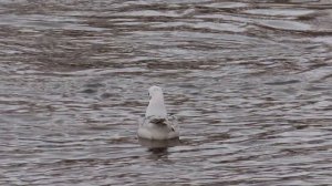 Озерная чайка (Larus ridibundus) - 2