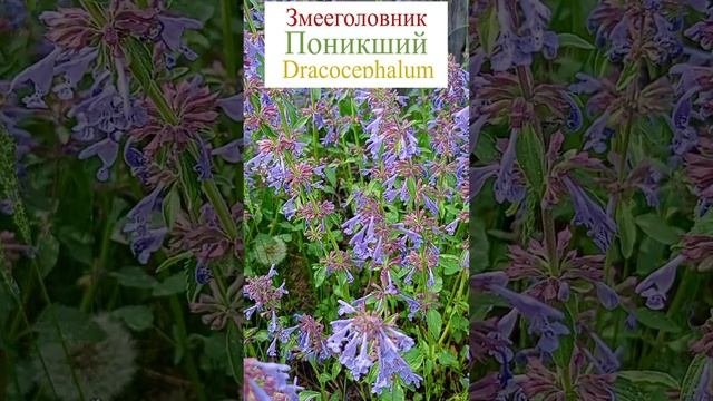 Змееголовник поникший (Dracocephalum nutans).??