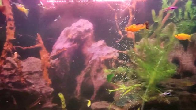 Австралийские раки в аквариуме. Малыши подросли. ???? смотреть онлайн