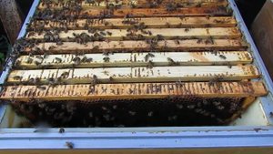 6 рамочный улей биненхаус ( bienenhaus ) - облет пчелиных маток в сентябре, в 6 рамочном нуклеусе