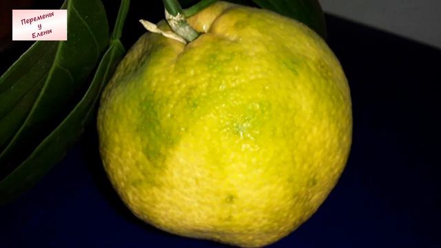 Урожай сочных фруктов на подоконнике смотреть онлайн