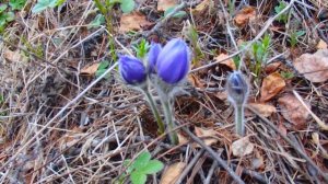 Подснежники  на Южном Урале ! Сон трава , прострел ,он же подснежник ! Цветы на лиственнице ! Горы