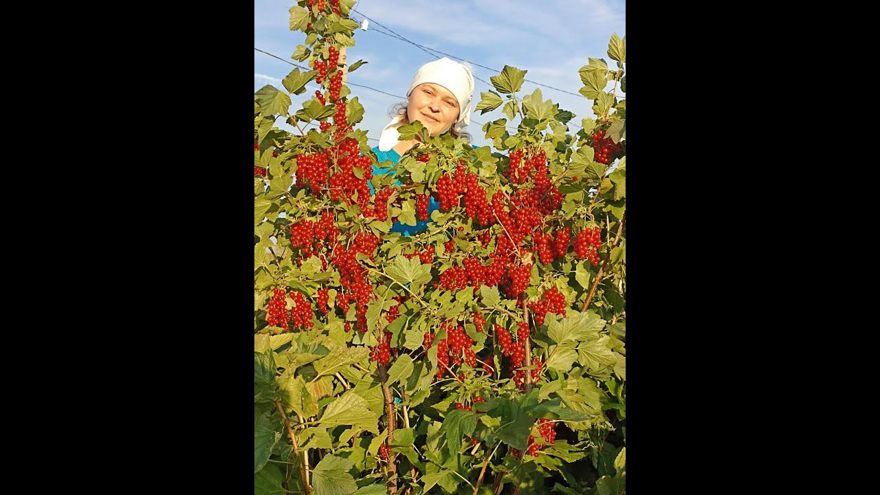 РОВАДА супер фантастическая красная смородина смотреть онлайн