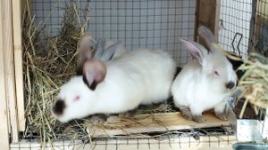 Канал Фермер одиночка. Мои первые кролики. Недобросовестные продавцы и ошибки при покупке кроликов