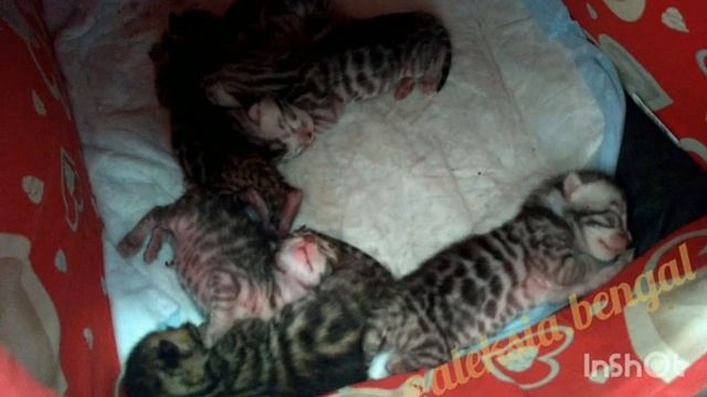 Бенгальские новорожденные котята спят, др 12.07.2020 г смотреть онлайн