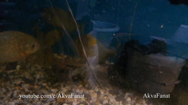 13.11.2016 Пираньи едят Фловер Хорна смотреть онлайн