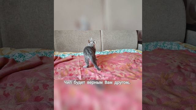 Котенок голубых кровей #котята #екатеринбург #котенок #котики смотреть онлайн
