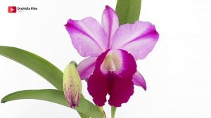 Cattleya is on Fire! Time-Lapse : Blooming Lc. mem. Robert Strait 'Islander Delight' - Orchidia fil