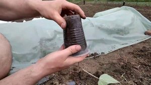 Посадка батата. Что нужно знать_ Planting sweet potatoes.
