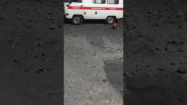 Лиса дикая смотреть онлайн