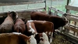 бычки на продажу, Дагестан