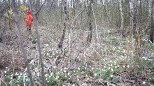 Первые цветы в Беларуси - подснежники.