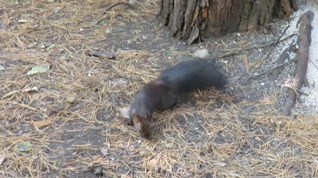 Белочка в сосновом бору - Кемерово смотреть онлайн
