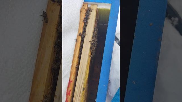 КАК СПАСТИ ДВЕ ПОЗДНИЕ МАТКИ В ЗИМУ практически без пчёл ПОДСЕЛИЛ ВТОРУЮ МАТКУ И ГОРСТЬ ПЧЁЛ ☝️❄️? смотреть онлайн