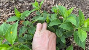 Привожу в порядок клумбу и нормирую гортензию Литл Лайм?