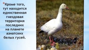 Остров Врангеля