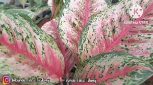 Review Aglaonema di Hari Minggu