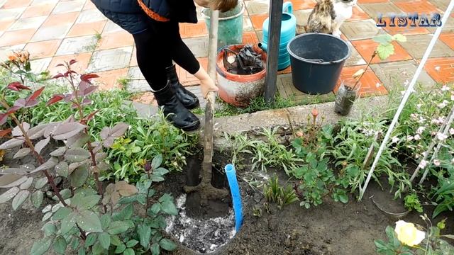 Правильная посадка ВИНОГРАДА Лора выращивание уход вредители болезни подкормка размножение виноград смотреть онлайн