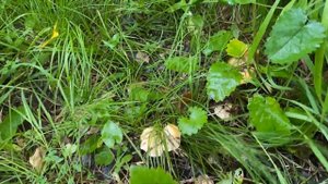 Как быстро растут грибы? Какие #грибы появились. Тропы лисичек под Красноярском.  #mushrooms