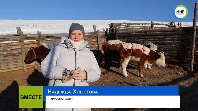 Зачем монгольские чабаны укутывают своих животных в теплые одеяла смотреть онлайн