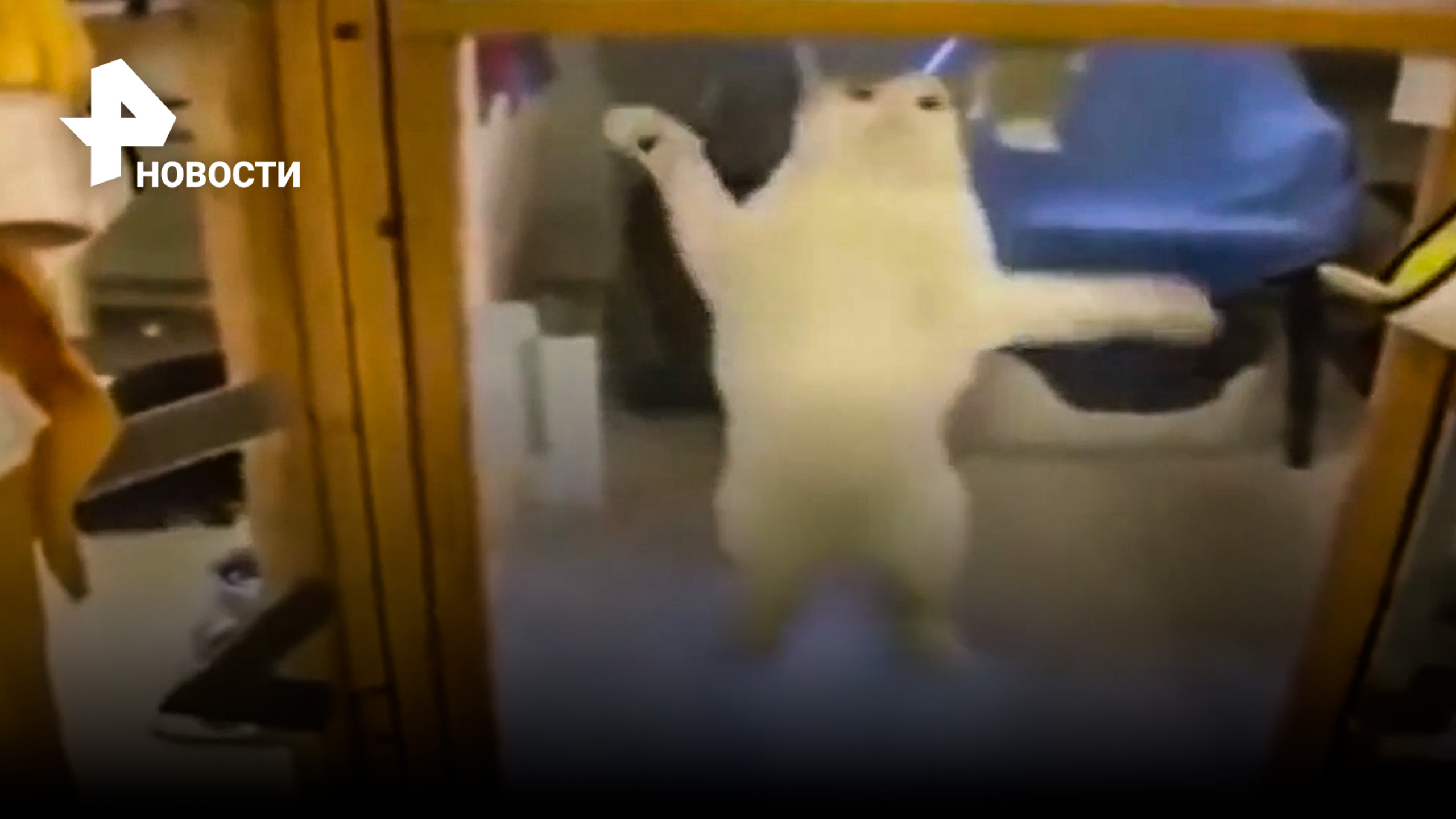 Бездомный кот прыгает до потолка от радости: у него появились хозяева / РЕН Новости