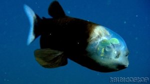 Малоротая Макропинна или Бочкоглаз - Единственная Рыба в Мире, Имеющая Прозрачную Голову.