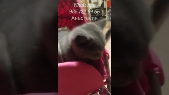 Ведьмины котята в добрые руки