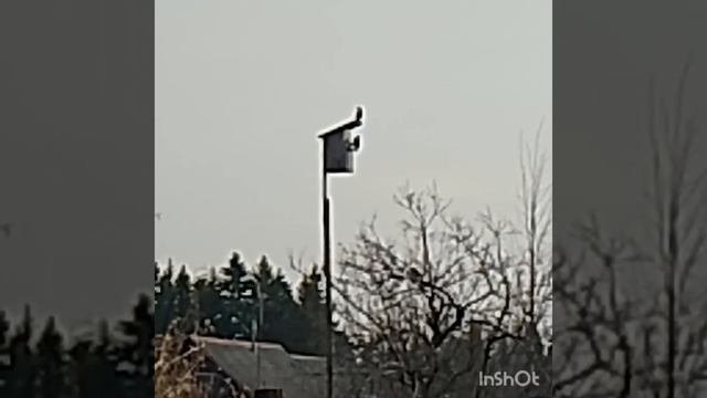Скворцы