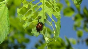 СПОСОБЫ Применения ХОЗЯЙСТВЕННОГО мыла, о которых Вы Не ЗНАЛИ