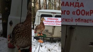 Нижегородская подсадная 2023.