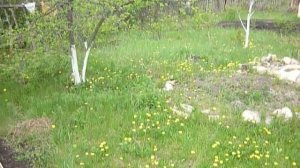 Моя прекрасная дача. Весна