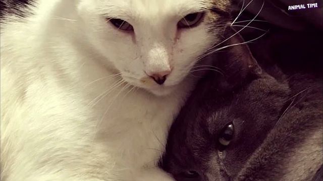 Котёнка ВЫБРОСИЛИ с вещами и ушли.. А он ЖДАЛ и не знал что за ним НИКОГДА не вернутся... смотреть онлайн