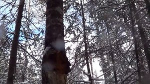 Охота на Куницу капканами. сезон 2023-24г. ТАКОГО НАЧАЛА СЕЗОНА У МЕНЯ ЕЩЁ НЕ БЫЛО.