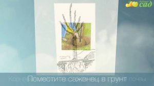 Посадка хурмы - как правильно посадить хурму