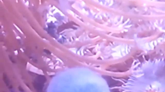 Течение от голубой губки 19 декабря 2014 смотреть онлайн