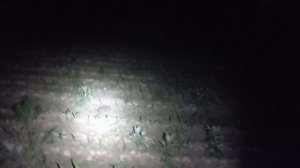 зайчата весной в поле