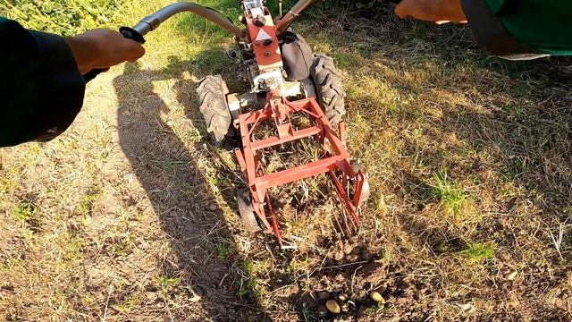 Сорт Гранада. Багато гнилої. смотреть онлайн