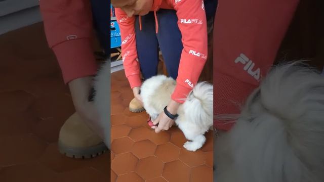 Боня идет гулять смотреть онлайн