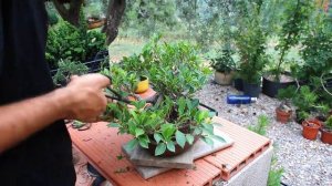Refinado de bonsai ficus microcarpa
