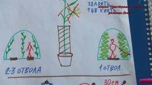 Урок 2.Формируем индетерминантные томаты для теплиц,как получить супер--ранний урожай