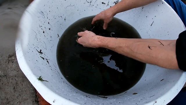 Вылов креветки во втором бассейне 2 часть (Подсчёта) смотреть онлайн