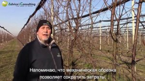 ОБРЕЗКА АБРИКОСА, ПЕРСИКА И СЛИВЫ