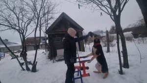щенок ВЕО 6 месяцев