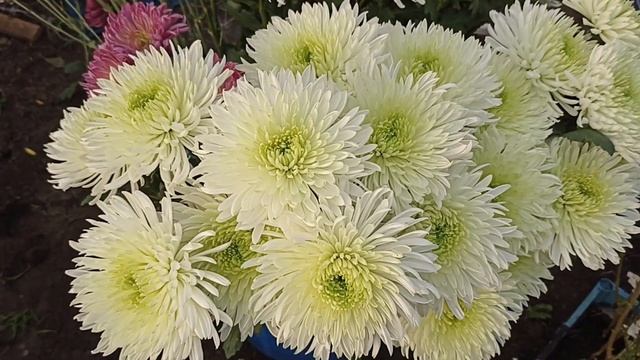 Завершаем сезон хризантем 04 12 2021 смотреть онлайн