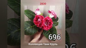 Семена Глоксинии Почтой, Новые Свежие Опыления, Осень 2023, Махровые и Тидеи