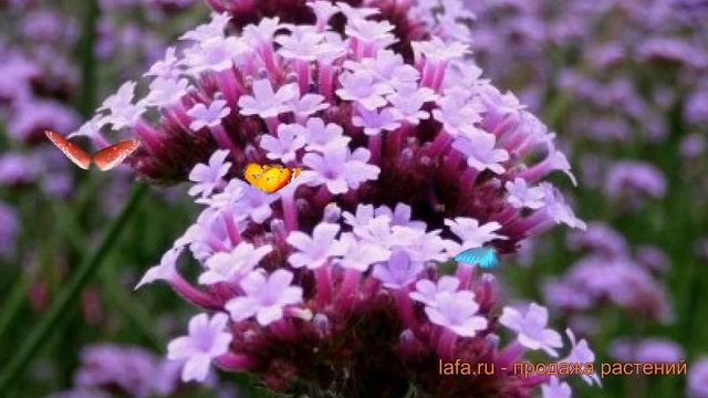 Вербена вечноцветущая Финесс ? вечноцветущая вербена Финесс обзор: как сажать, семена вербены Финес смотреть онлайн