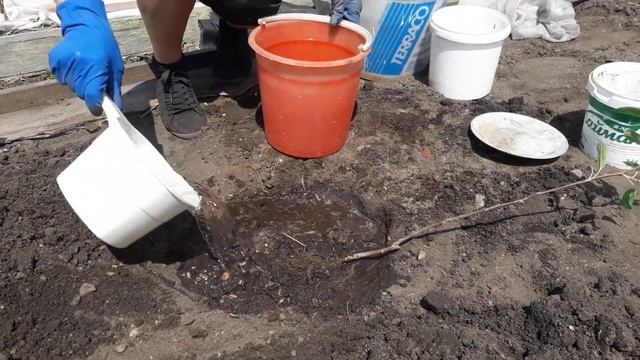 ПОСАДКА ЯБЛОНИ весной | Яблоня Мелба | Подкормка яблонь весной | Моя дача в Хабаровске