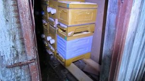 ошибки пчеловода - температура в зимовнике при зимовке пчел зависит от породы пчел