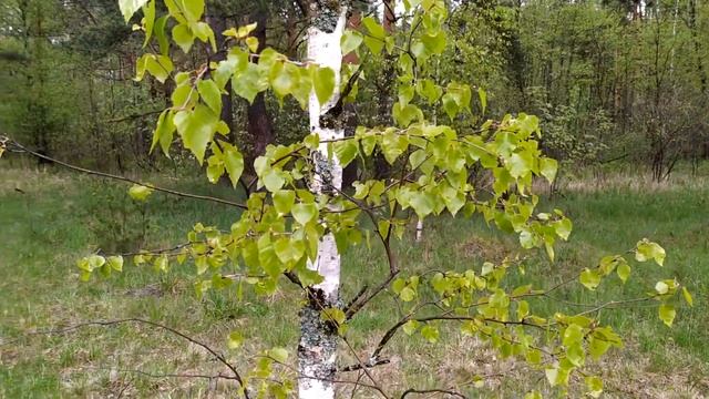 прекрасные молодые берёзки смотреть онлайн